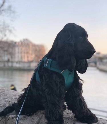 15 Parisian Dogs Living the Luxe Life: From Café de Flore to the Eiffel Tower