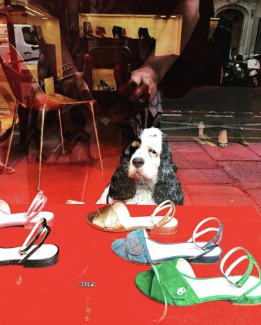 15 Parisian Dogs Living the Luxe Life: From Café de Flore to the Eiffel Tower