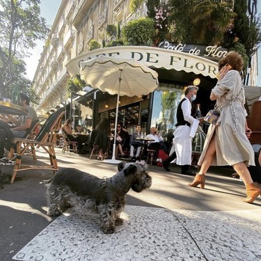 15 Parisian Dogs Living the Luxe Life: From Café de Flore to the Eiffel Tower