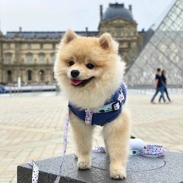 15 Parisian Dogs Living the Luxe Life: From Café de Flore to the Eiffel Tower