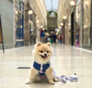 15 Parisian Dogs Living the Luxe Life: From Café de Flore to the Eiffel Tower