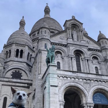 15 Parisian Dogs Living the Luxe Life: From Café de Flore to the Eiffel Tower
