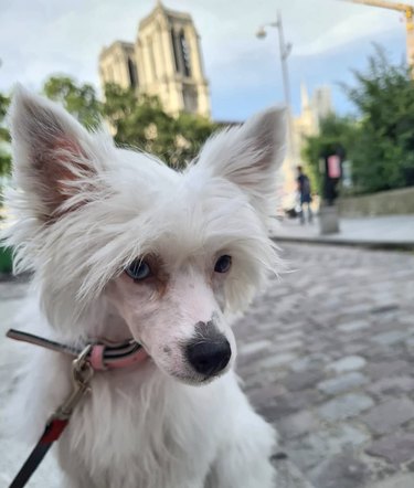 15 Parisian Dogs Living the Luxe Life: From Café de Flore to the Eiffel Tower