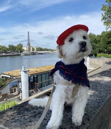 15 Parisian Dogs Living the Luxe Life: From Café de Flore to the Eiffel Tower