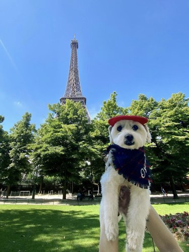 15 Parisian Dogs Living the Luxe Life: From Café de Flore to the Eiffel Tower