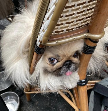 15 Parisian Dogs Living the Luxe Life: From Café de Flore to the Eiffel Tower