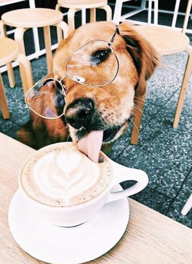 15 Parisian Dogs Living the Luxe Life: From Café de Flore to the Eiffel Tower