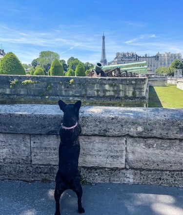 15 Parisian Dogs Living the Luxe Life: From Café de Flore to the Eiffel Tower