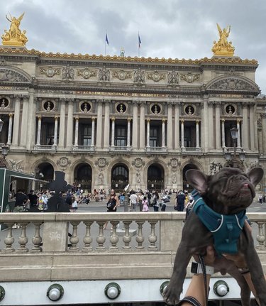 15 Parisian Dogs Living the Luxe Life: From Café de Flore to the Eiffel Tower