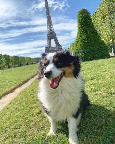 15 Parisian Dogs Living the Luxe Life: From Café de Flore to the Eiffel Tower