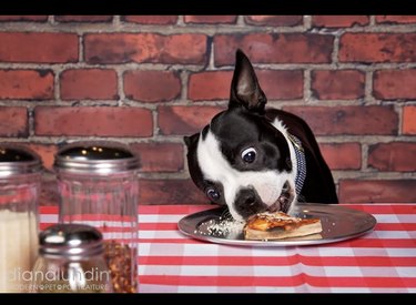 17 Dogs Who Love Pizza: From Pepperoni to Margherita