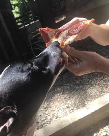 17 Dogs Who Love Pizza: From Pepperoni to Margherita