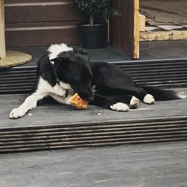 17 Dogs Who Love Pizza: From Pepperoni to Margherita