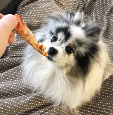 17 Dogs Who Love Pizza: From Pepperoni to Margherita