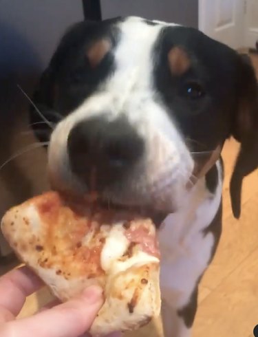 17 Dogs Who Love Pizza: From Pepperoni to Margherita