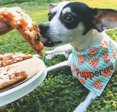 17 Dogs Who Love Pizza: From Pepperoni to Margherita