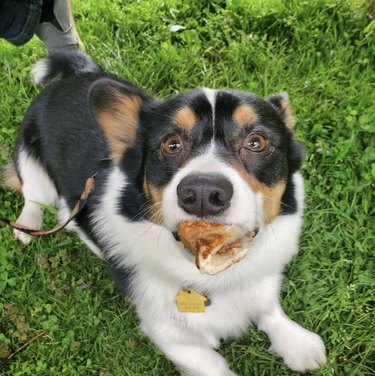 17 Dogs Who Love Pizza: From Pepperoni to Margherita