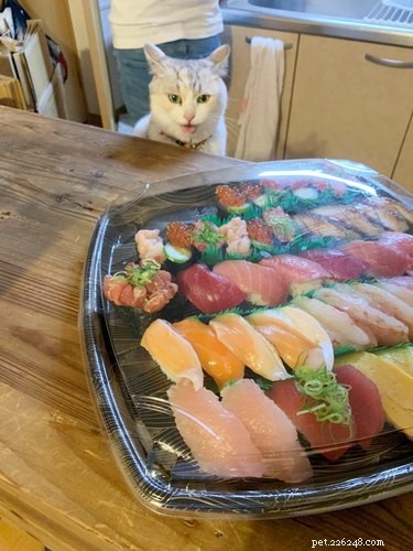 17 Hilarious Pet Moments That Will Bring Joy to Your Day