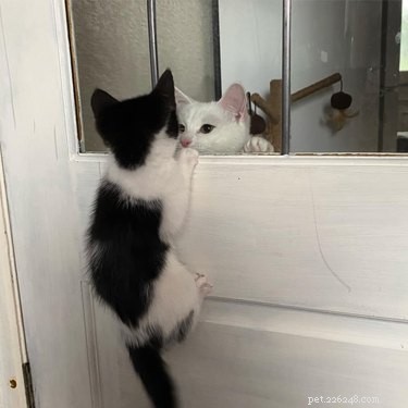 17 Hilarious Pet Moments That Will Bring Joy to Your Day