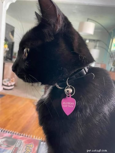17 Hilarious Pet Moments That Will Bring Joy to Your Day