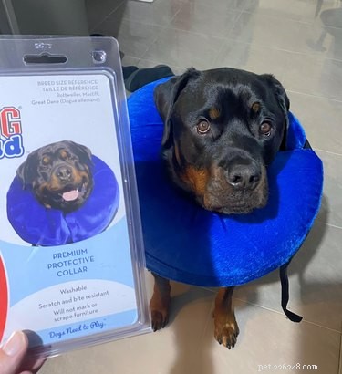 17 Hilarious Pet Moments That Will Bring Joy to Your Day