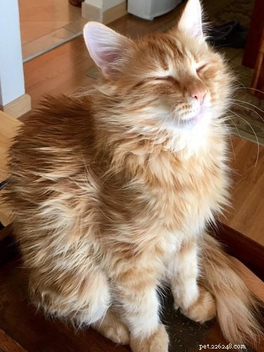 17 Hilarious Pet Moments That Will Bring Joy to Your Day