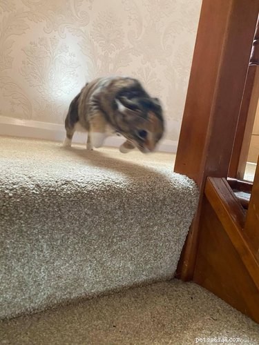 17 Hilarious Pet Moments That Will Bring Joy to Your Day