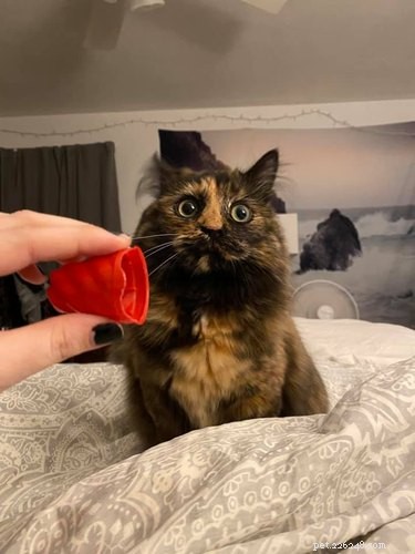 17 Hilarious Pet Moments That Will Bring Joy to Your Day