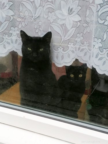 17 Hilarious Pet Moments That Will Bring Joy to Your Day
