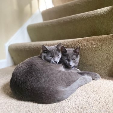 17 Hilarious Pet Moments That Will Bring Joy to Your Day