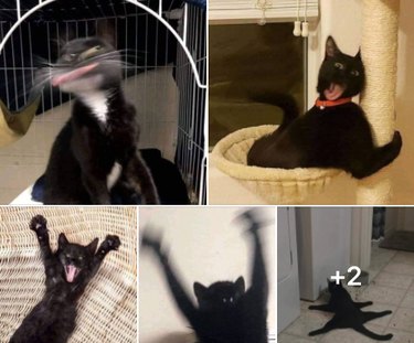 17 Hilarious Pet Moments That Will Bring Joy to Your Day