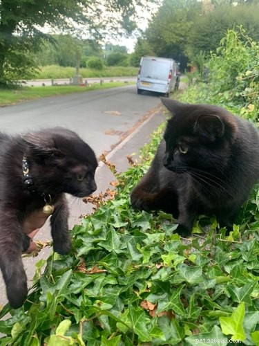 17 Hilarious Pet Moments That Will Bring Joy to Your Day