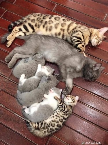 18 Heartwarming Pet Pictures Guaranteed to Bring a Smile