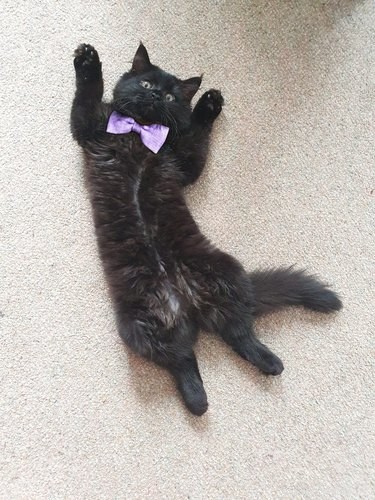 18 Heartwarming Pet Pictures Guaranteed to Bring a Smile