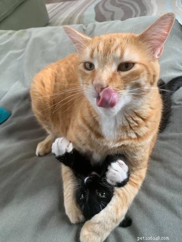 18 Heartwarming Pet Pictures Guaranteed to Bring a Smile
