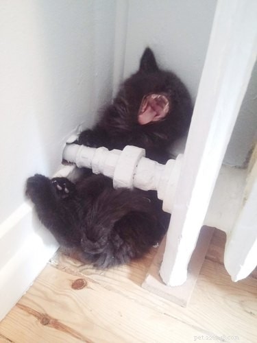 18 Heartwarming Pet Pictures Guaranteed to Bring a Smile