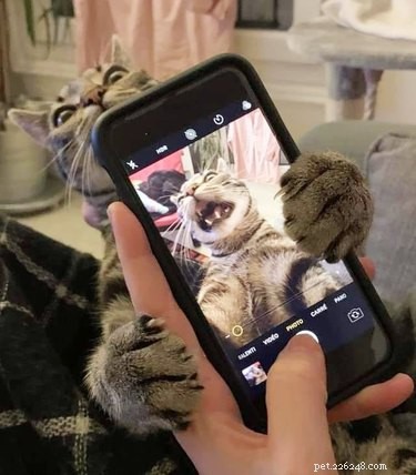 18 Heartwarming Pet Pictures Guaranteed to Bring a Smile