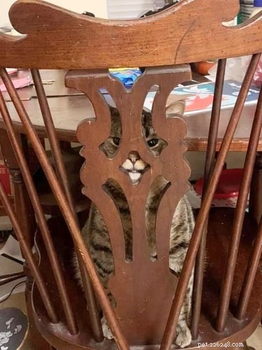 18 Heartwarming Pet Pictures Guaranteed to Bring a Smile