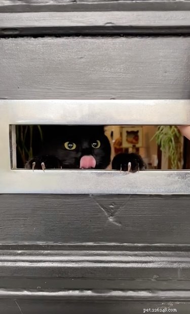 18 Heartwarming Pet Pictures Guaranteed to Bring a Smile