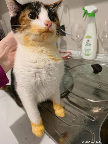 18 Heartwarming Pet Pictures Guaranteed to Bring a Smile