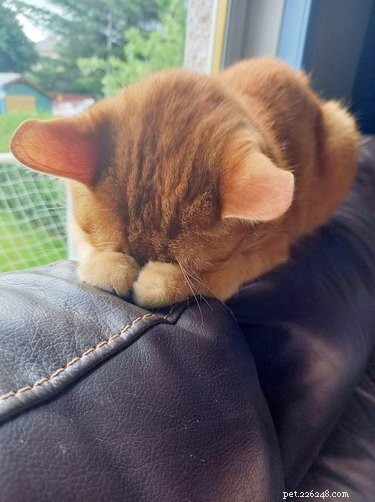 18 Heartwarming Pet Pictures Guaranteed to Bring a Smile