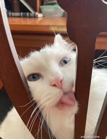 18 Heartwarming Pet Pictures Guaranteed to Bring a Smile