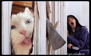 18 Heartwarming Pet Pictures Guaranteed to Bring a Smile