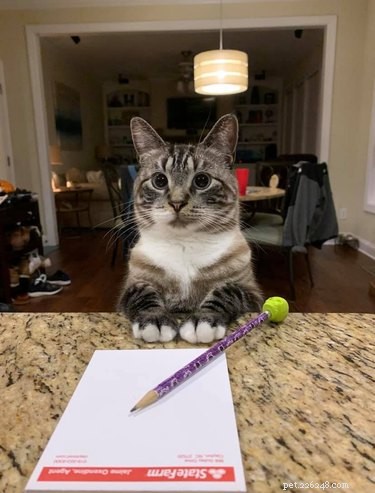 18 Heartwarming Pet Pictures Guaranteed to Bring a Smile