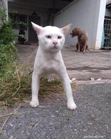 18 Heartwarming Pet Pictures Guaranteed to Bring a Smile