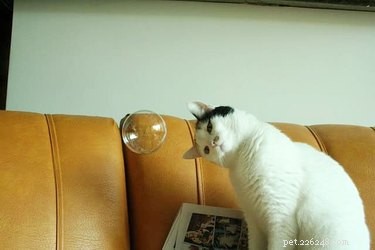 18 Heartwarming Pet Pictures Guaranteed to Bring a Smile
