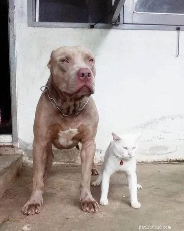 18 Heartwarming Pet Pictures Guaranteed to Bring a Smile