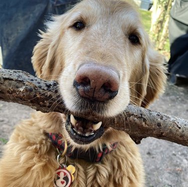 18 Adorable Dogs Who Love Carrying Their Own Big Sticks