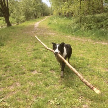 18 Adorable Dogs Who Love Carrying Their Own Big Sticks