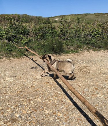 18 Adorable Dogs Who Love Carrying Their Own Big Sticks
